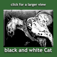 black and white cat