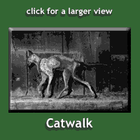 catwalk