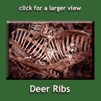 deer ribs